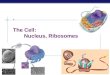  The Cell:  Nucleus, Ribosomes