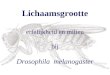 Lichaamsgrootte erfelijkheid en milieu bij Drosophila  melanogaster