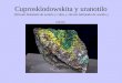 Cuprosklodowskita y uranotilo  (Silicato hidratado de uranilo y cobre y silicato hidratado de uranilo y calcio)