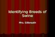 Identifying Breeds of Swine