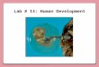 Lab # 13: Human Development