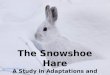 The Snowshoe Hare A Study in Adaptations and Climate Change