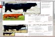 2013 Lewis Farms 28th Annual Bull Sale Part 1B