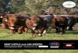 2012 Beef Cattle and Led Steers PS web