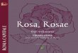 Rosa, Rosae. - Premio Roma per le nuove varietà di rose