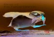 Visit faroe islands birds - Birds of the faroe islands - uk singlepages