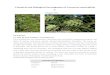Chemical and Biological Investigation of Casuarina equisetifolia L