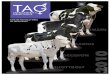 TAG Liste des taureaux Holstein élites en génomique - CAN