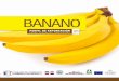 Perfil de Exportación del Banano desde República Dominicana