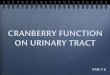 Cranberry Function on Urinary Tract