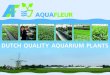 Dutch Quality Aquarium Plants