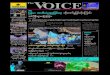 The Voice 7-20