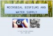 Microbial biofilms and water supply