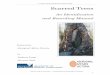 Aboriginal Scar Tree Identification & Recording Manual