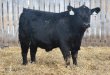 Angus Simmental Yearling Hybrids