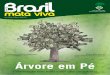 Revista Brasil Mata Viva n 5