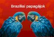 Braziliai papagajok