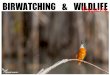 BIRDWATCHING & WILDLIFE -N 1 2013