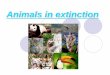 Animals in extinction
