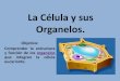 La célula y sus Organelos
