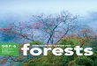 Strengthened Support for Forests