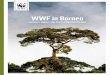 WWF in Borneo and how it supports the Heart of Borneo Initiative