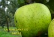 Manzana sidra01