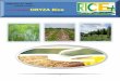 27th february 2015 daily exclusive oryza rice e newsletter by riceplus magazine