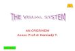 The Visual System Flm Wm 2011