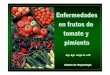 Enfermedades de Tomate y Pimiento - Bromatologia
