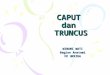 Caput Dan Truncus
