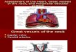 Lecture 2-Cardiovascular Assessment