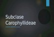 Subclase Carophyllideae