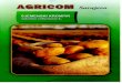 Sjemenski krompir - Agricom