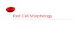 Red Cell Morphology. Objectives  Discuss the procedure for proper red blood cell examination  Discuss aspects of red cell morphology related to size