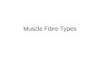 Muscle Fibre Types. Slow twitch fibres: Slow Oxidative (Type I) Fast twitch fibres: Fast Glycolytic (Type IIb) Fast Oxidative Glyc. (Type IIb)