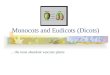 Monocots and Eudicots (Dicots) …the most abundant vascular plants
