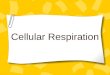 Cellular Respiration What is Cellular Respiration? Respiration is the process by which cells obtain energy from glucose. Cells break down simple food