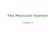 The Muscular System Chapter 8. All movement occurs because muscles use energy to contract