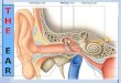 THE EARTHE EAR. Objectives By the end of the lecture the student should be able to: List the parts of the ear: External, Middle (tympanic cavity) and