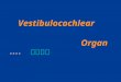 Vestibulocochlear Organ ---- ‰­èœ—™¨. The Vestibulocochlear Organ ‰­èœ—™¨ Parts: external ear ¤–è€³ middle ear ¸­è€³ internal