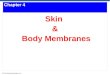 © 2015 Pearson Education, Inc. Chapter 4 Skin & Body Membranes
