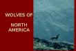 WOLVES OF NORTH AMERICA. 3 Species Of Wolves Red Wolf (Canis rufus) Grey Wolf (Canis lupus) Maned Wolf (Chrysocyon brachyurus)
