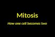 Mitosis How one cell becomes two. What is the purpose of Mitosis ?