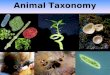Animal Taxonomy. Systematic Position Kingdom :Protista Phylum : Sarcomastigophora Subphylum : Mastigophora Class : Zoomastigophora Genus : : Trypanosoma