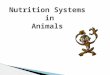 Nutrition Systems in Animals. 28/10/12 Nutrition intakeoutside -the intake of SUBSTANCES from outside- To grow To renew our body To get energy To move