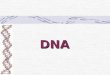 DNA. DNA Structure DNA stands for Deoxyribonucleic acid DNA is composed of 3 things: Sugar (Deoxyribose) Phosphate Nitrogen Base These 3 things put