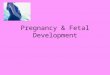 Pregnancy & Fetal Development. Preparing for Pregnancy List at least 10 things people need to consider and plan for before having a baby