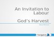 An Invitation to Labour God’s Harvest Steve McClure