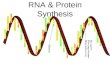 RNA & Protein Synthesis. RNA and Protein Synthesis Genes are coded DNA instructions that control the production of proteins within the cell DNA codes